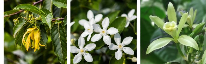 Douceur floral déodorant Acorelle notes olfactives